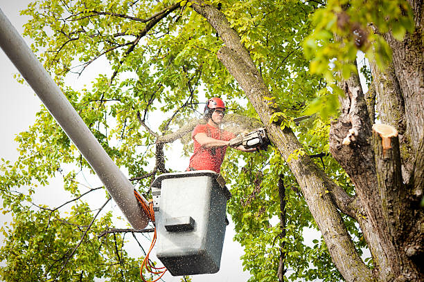 How Our Tree Care Process Works  in  Tyndall, SD